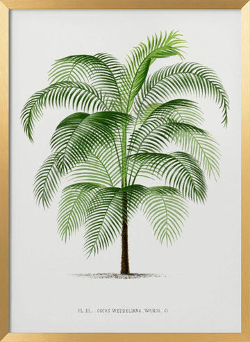 Xi Cocos Weddeliana | Poster - Gold Frame Interior