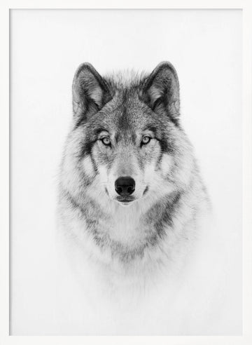 Majestic Wolf Gaze | Poster - White Frame Interior