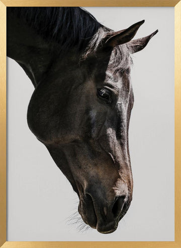 Gentle Equine Gaze | Poster - Gold Frame Interior
