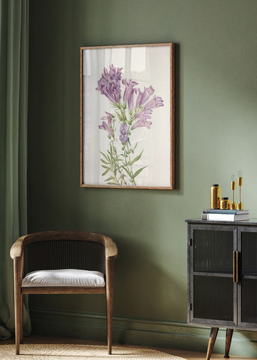 Purple Penstemon From North American Wildflowers (1925) By Mary Vaux Walcott | Poster - Room Interior 2