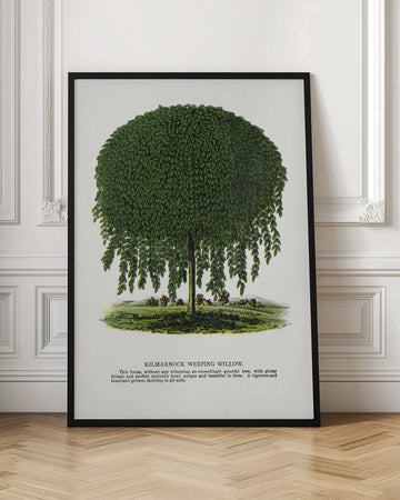 Kilmarnock Weeping Willow Tree Lithograph | Poster - Room Interior 1