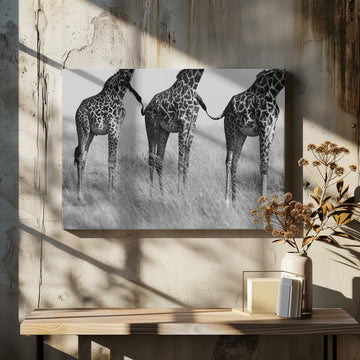 Three Playful Giraffes | Canvas - Room Interior 2