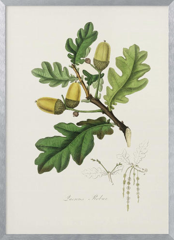 English Oak (quercus) Medical Botany | Poster - Silver Frame Interior