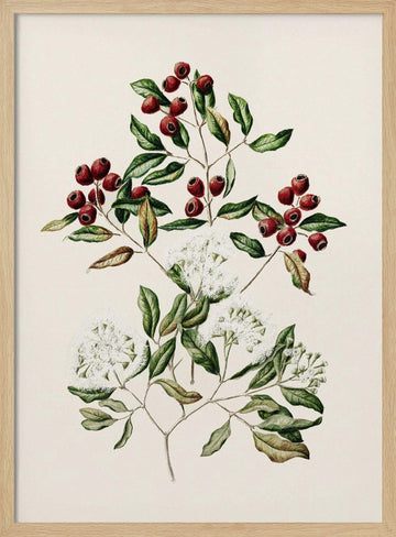 Maire Tawake Drawn By Sarah Featon(1848   1927) | Poster - Wood Frame Interior