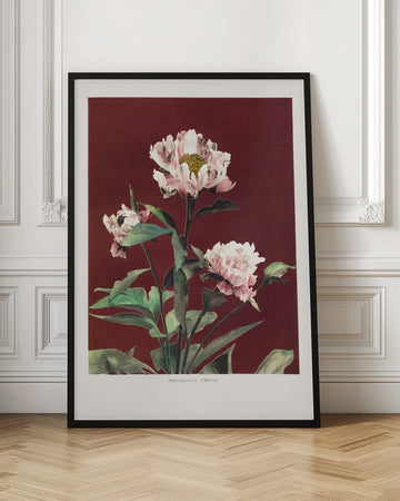 Hærdaceous Peony no2 | Poster - Room Interior 1