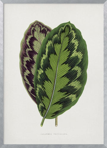 Calathea Veitchiana Leaf Illustration | Poster - Silver Frame Interior