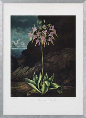 The American Cowslip from The Temple of Flora (1807) | Poster - Silver Frame Interior