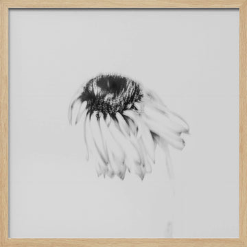 Soft Fading Flower | Poster - Wood Frame Interior