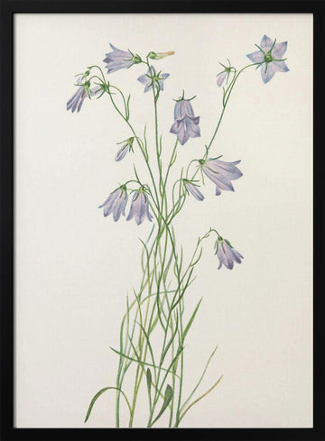 Harebell From North American Wildflowers (1925) By Mary Vaux Walcott | Poster - Black Metal Frame Interior