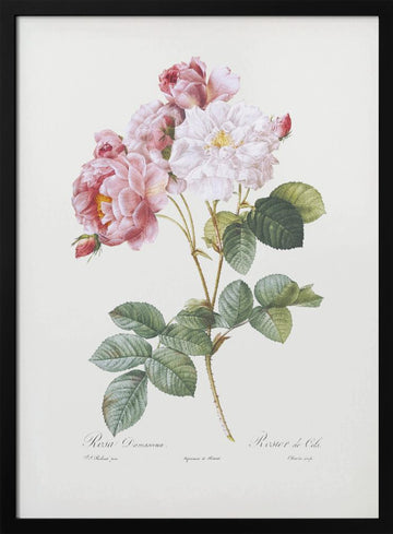 Rosebush, Les Roses (1817–1824) | Poster - Black Metal Frame Interior