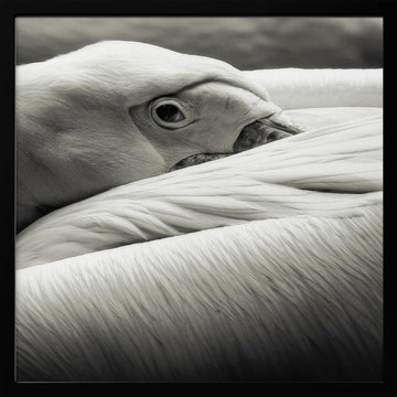 Calm Pelican Close-up | Poster - Black Metal Frame Interior
