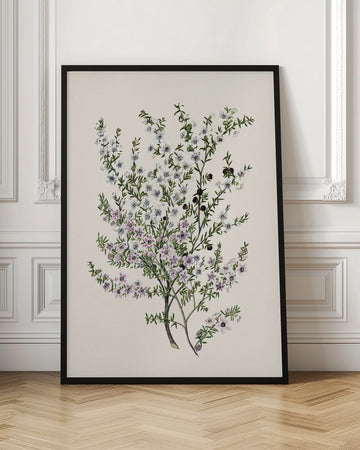 Manuk Drawn By Sarah Featon(1848   1927) | Poster - Room Interior 1