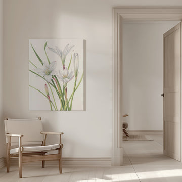 Atamasco Lily From North American Wildflowers (1925) By Mary Vaux Walcott | Canvas - Room Interior 1