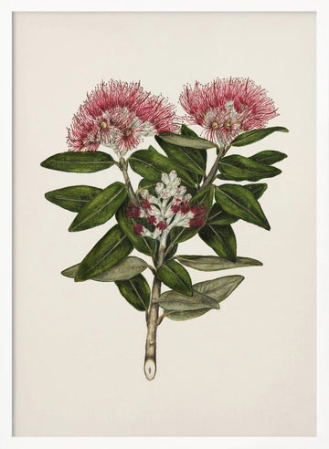 Pohutukawa   Metrosideros Tomentosa Drawn By Sarah Featon (1848–1927) | Poster - White Frame Interior