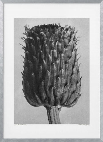 Cirsium Canum (Thistle) | Poster - Silver Frame Interior