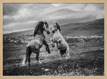 Wild Horses Rearing | Poster - Wood Frame Interior