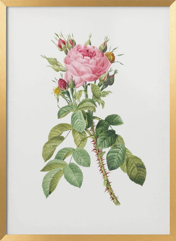 Rosa Bifera Macrocarpa, Les Roses (1817–1824) | Poster - Gold Frame Interior