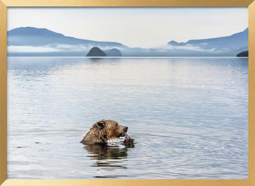 Grizzly Bear Fishing | Poster - Gold Frame Interior