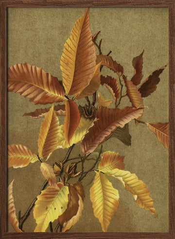 Autumn Leaves No. 3 Beech By Ellen Thayer Fisher | Poster - Walnut Frame Interior
