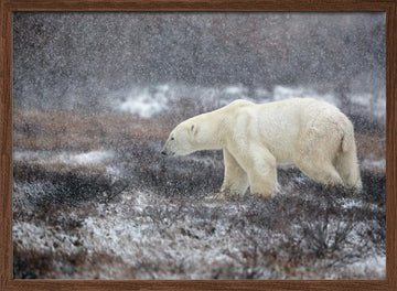 Snowfall Polar Bear | Poster - Walnut Frame Interior