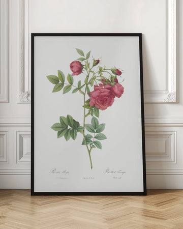 Turnip Roses, Les Roses (1817–1824) | Poster - Room Interior 1