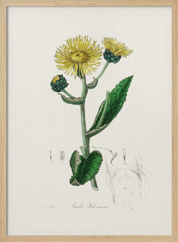 Elecampane (inula Helenium) Medical Botany | Poster - Wood Frame Interior