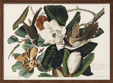 Black Billed Cuckoo From Birds of America (1827) | Poster - Walnut Frame Interior