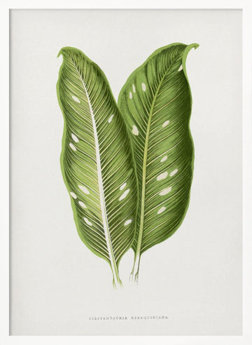 Green Dieffenbachia Baraquiniana Leaf Illustration | Poster - White Frame Interior