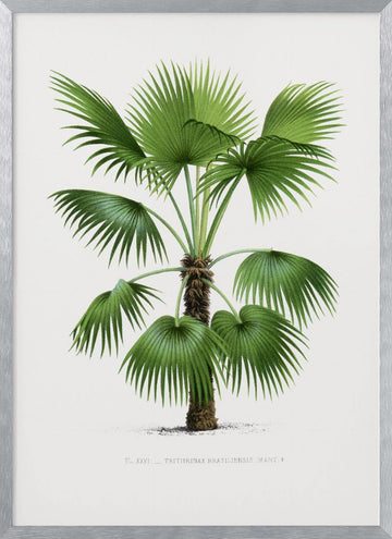 Xxvi Trithrinax B | Poster - Silver Frame Interior