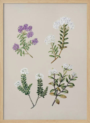 Veronica 4 Species Drawn By Sarah Featon (1848–1927) | Poster - Wood Frame Interior