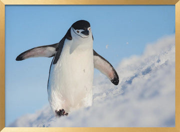 Playful Penguin Slide | Poster - Gold Frame Interior