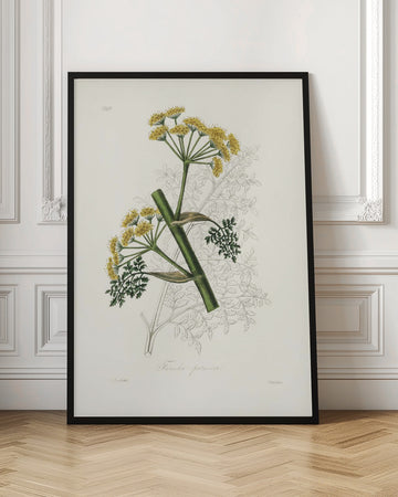 Ferula Persica Medical Botany | Poster - Room Interior 1