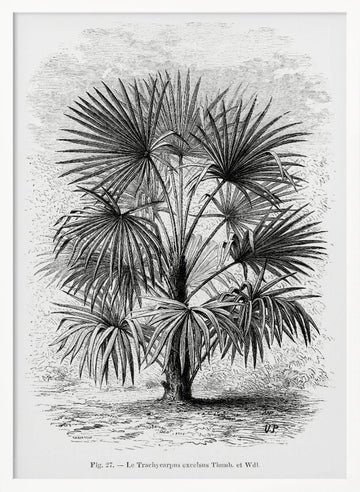 Vintage Palm Tree Drawing Xi | Poster - White Frame Interior