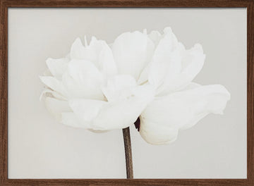 White Peony Bloom | Poster - Walnut Frame Interior