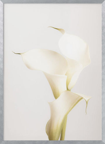 Elegant Calla Lilies | Poster - Silver Frame Interior