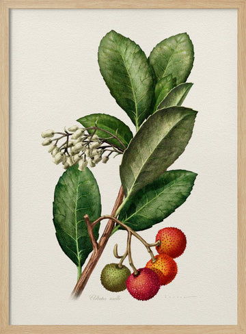 Vintage Strawberry Tree | Poster - Wood Frame Interior