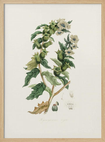Henbane (hyoscyamus Niger) Medical Botany | Poster - Wood Frame Interior