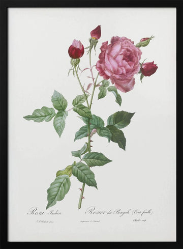Provence Rose, Les Roses (1817–1824) | Poster - Black Metal Frame Interior