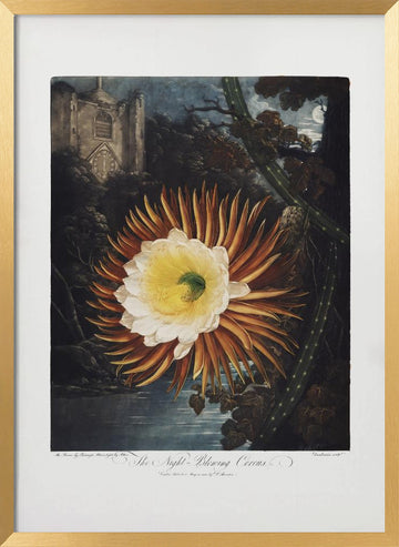 The Night–Blowing Cereus from The Temple of Flora (1807) | Poster - Gold Frame Interior