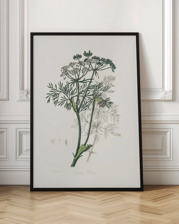 Caraway (carum Carui) Medical Botany | Poster - Room Interior 1
