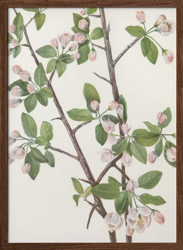 Wild Sweet Crab From North American Wildflowers (1925) By Mary Vaux Walcott. | Poster - Walnut Frame Interior