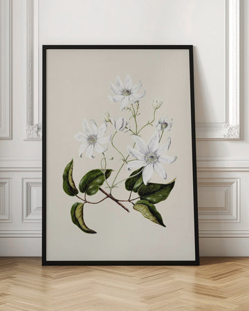 Puawananga   Clematis Indivisa Drawn By Sarah Featon (1848–1927) | Poster - Room Interior 1
