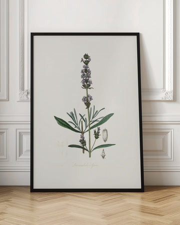 Lavender (lavandula Ipica)  Medical Botany | Poster - Room Interior 1