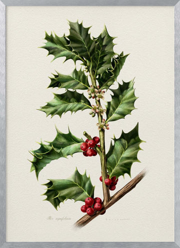 Festive Holly Berries | Poster - Silver Frame Interior