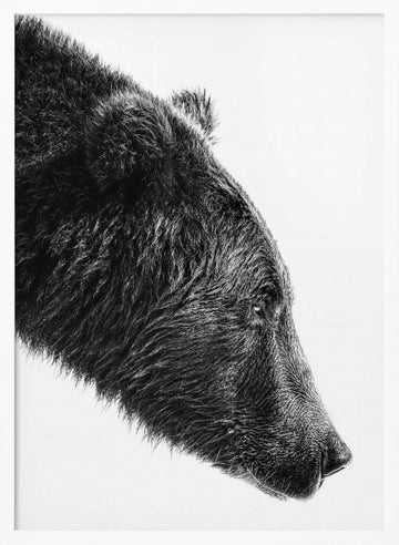 Grizzly Bear Profile | Poster - White Frame Interior