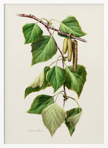 Birch Leaves and Catkins | Poster - White Frame Interior