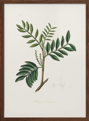 Lentisk (pistacia Lenitiscus) Medical Botany | Poster - Walnut Frame Interior