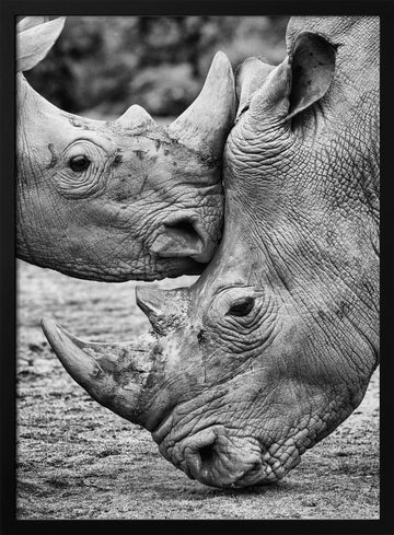 Rhino Tenderness | Poster - Black Metal Frame Interior