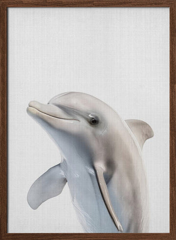 Friendly Dolphin Portrait | Poster - Walnut Frame Interior