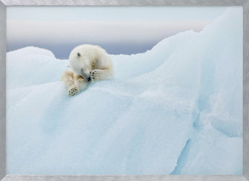 Sleeping Polar Bear Cub | Poster - Silver Frame Interior